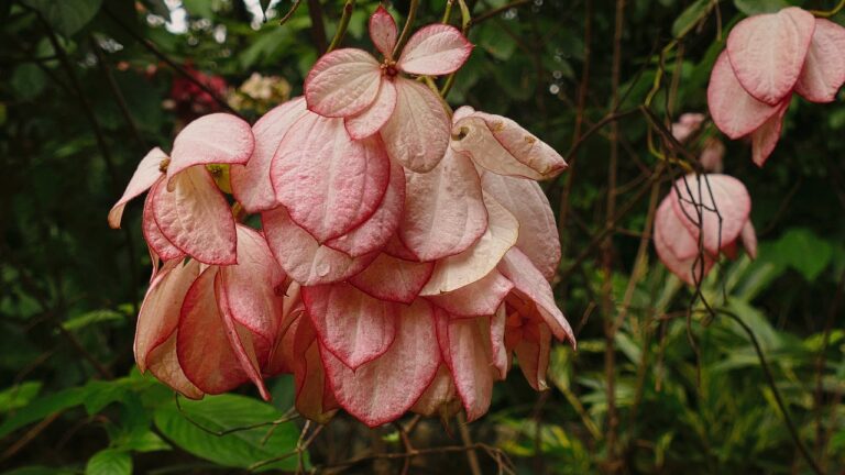PROVEEDORES DE JENGIBRE EN POLVO COSTA RICA