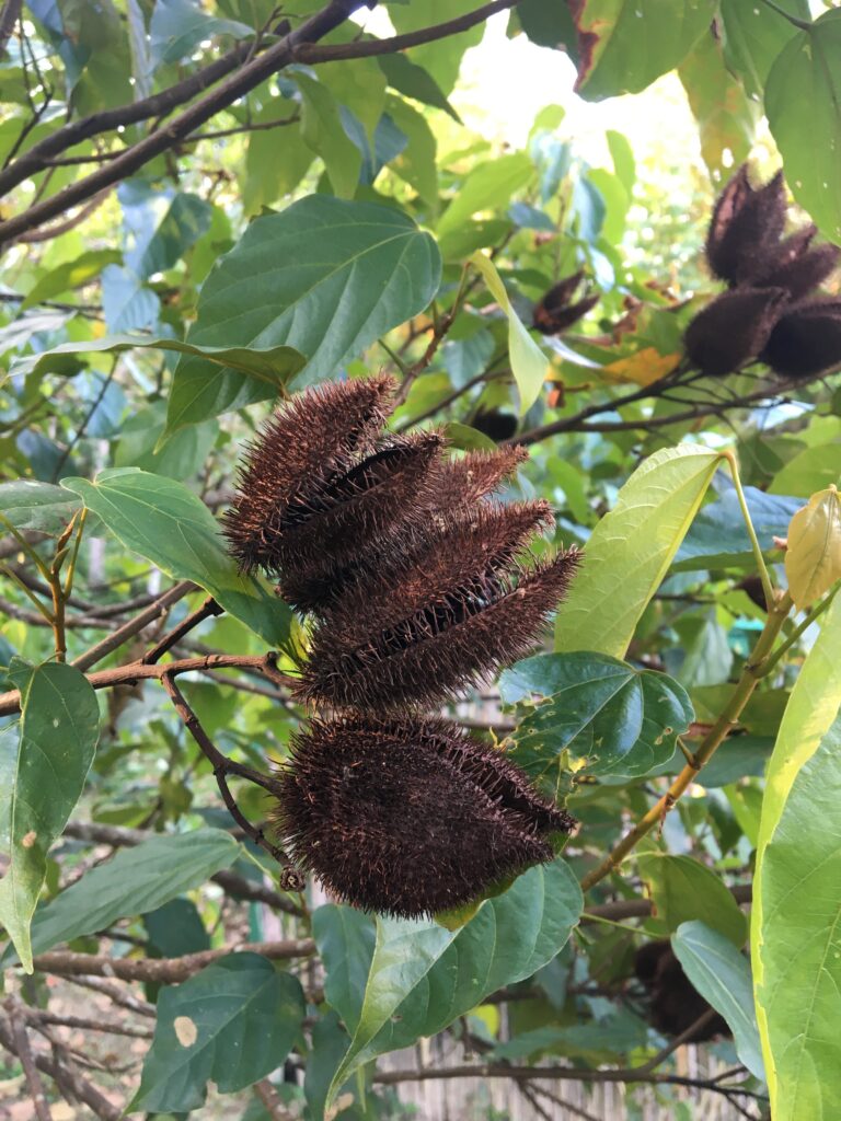 PROVEEDORES DE FRUTOS SECOS EN MÉXICO