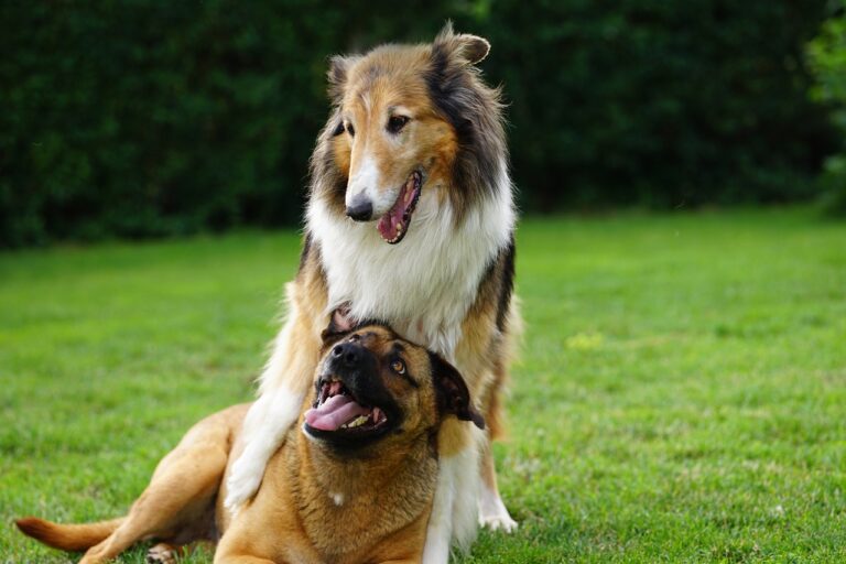 PROVEEDORES DE COMIDA PARA MASCOTAS BOGOTÁ