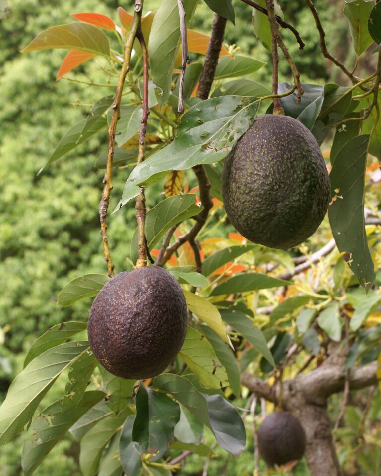 PROVEEDORES DE AGUACATE HASS EN COLOMBIA