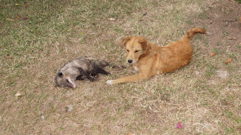 PROVEEDORES DE ARTICULOS PARA PERROS MEXICO