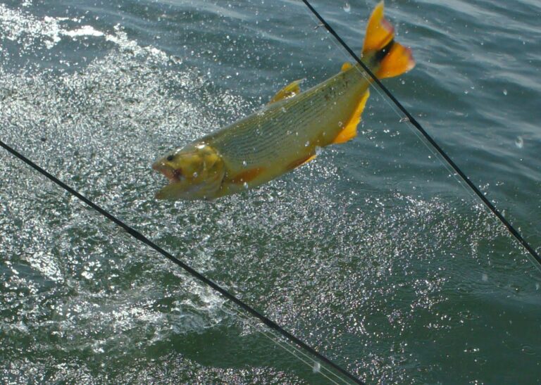 MEJOR RELOJ INTELIGENTE DE PESCA PROVEEDORES