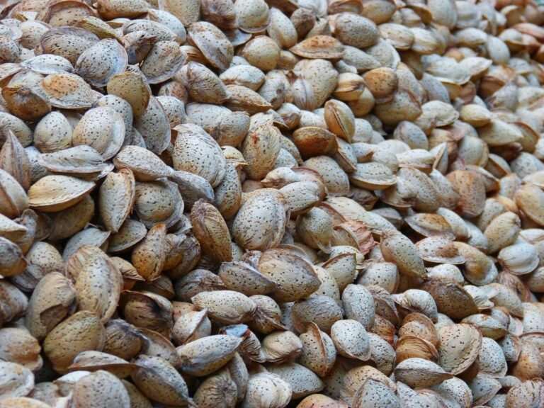 PROVEEDORES DE FRUTOS SECOS EN BOLIVIA