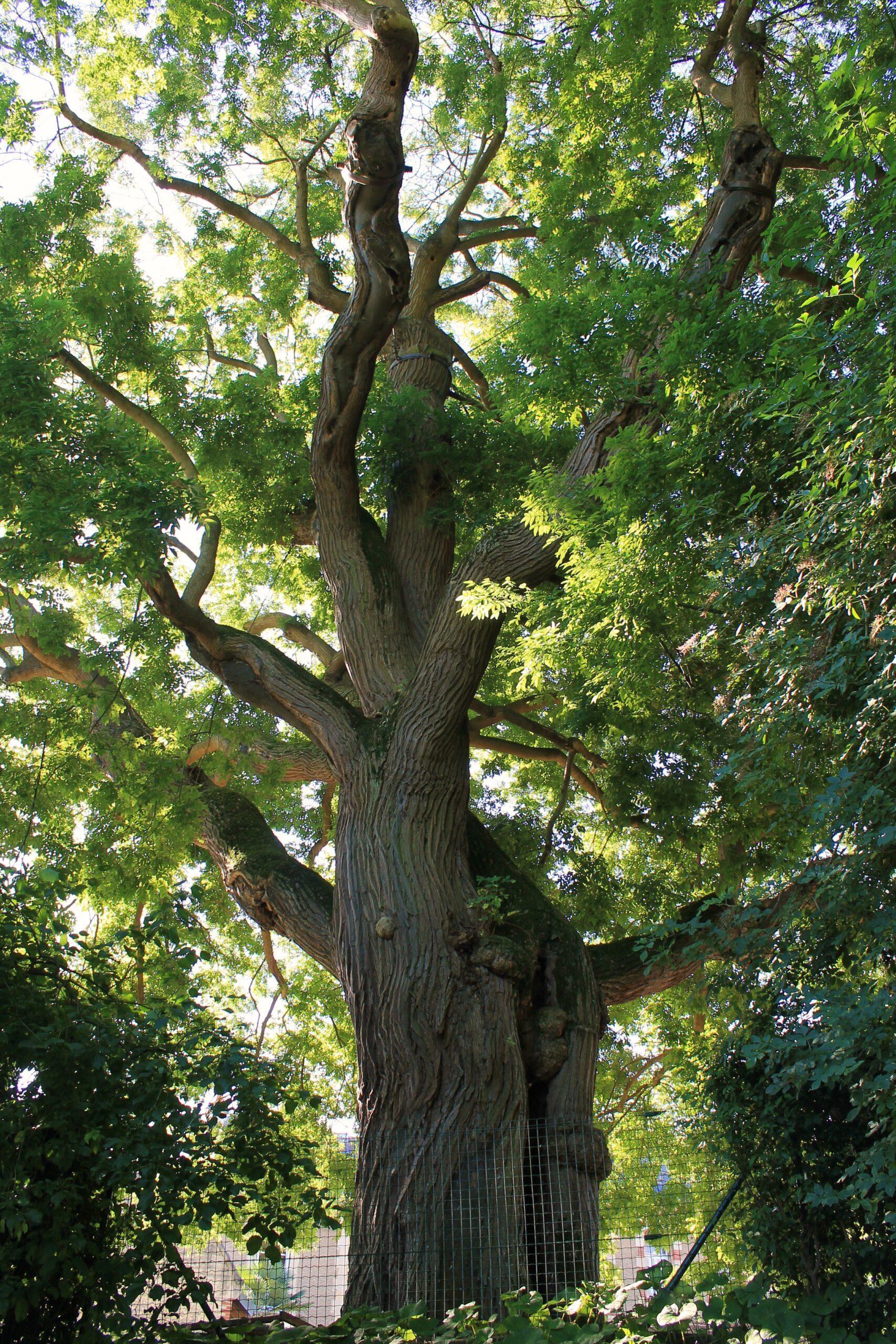 PROVEEDORES DE EXTRACTO DE SOPHORA JAPONICA