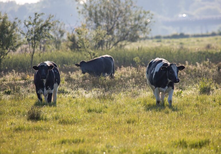 PROVEEDORES DE LECHE DE VACA EN HIDALGO MEXICO