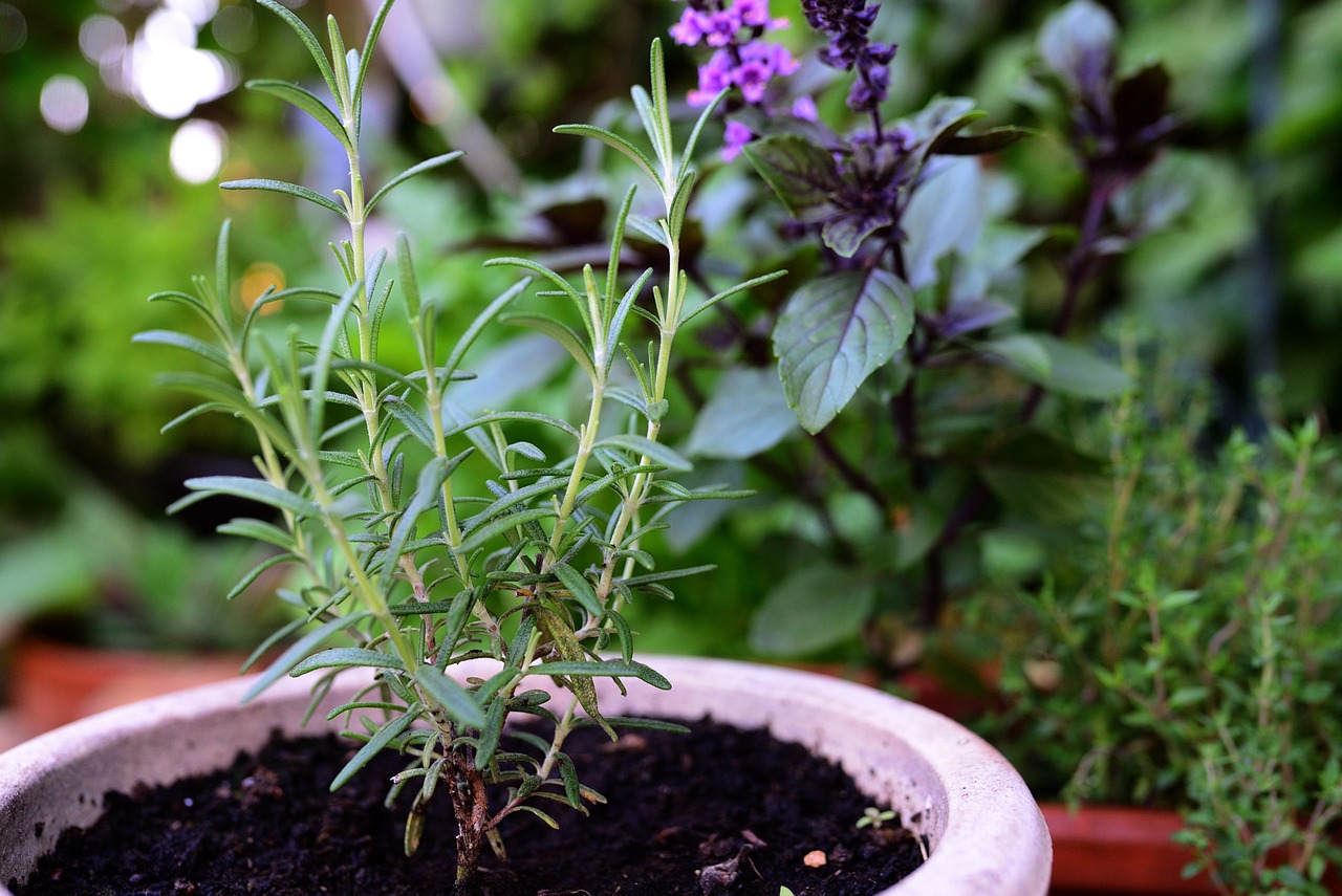 PROVEEDORES DE ACEITES DE PLANTAS MEDICINALES PARA COSMÉTICA