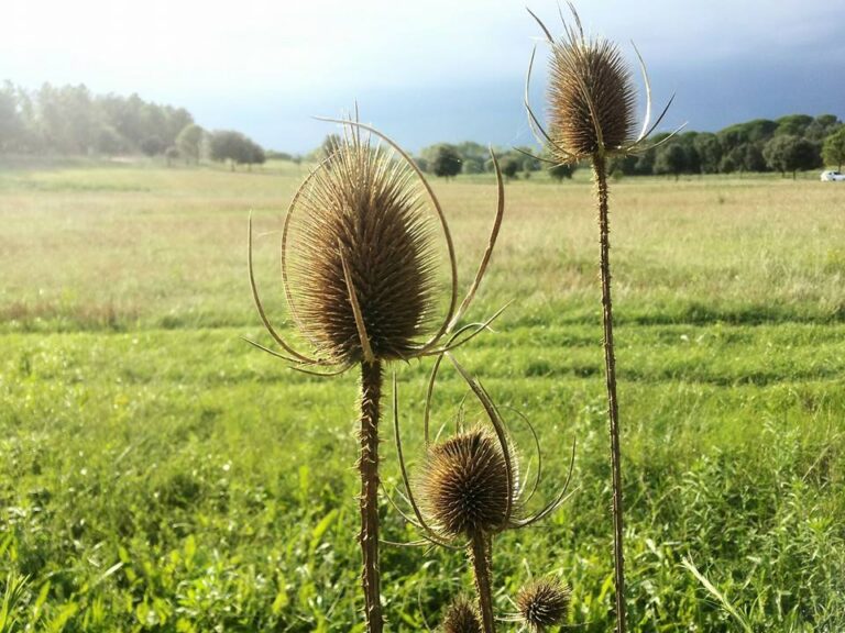 PROVEEDORES DE PRODUCTOS ECOLOGICOS AL POR MAYOR VALENCIA