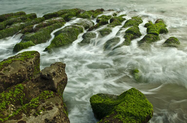 PROVEEDORES DE ALGA CHLORELLA EN MEXICO