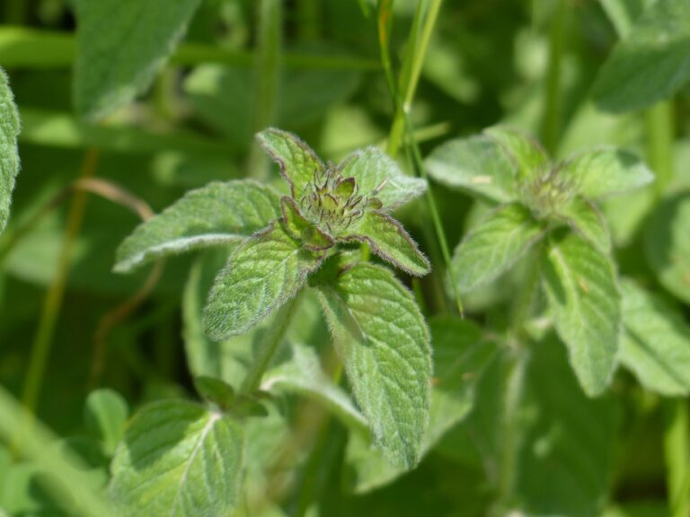 PROVEEDORES DE LAS FLORES DE BACH