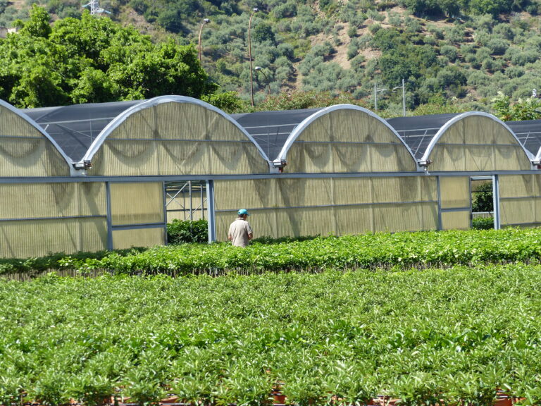 PROVEEDORES DE PLANTAS PARA VIVEROS EN COLOMBIA