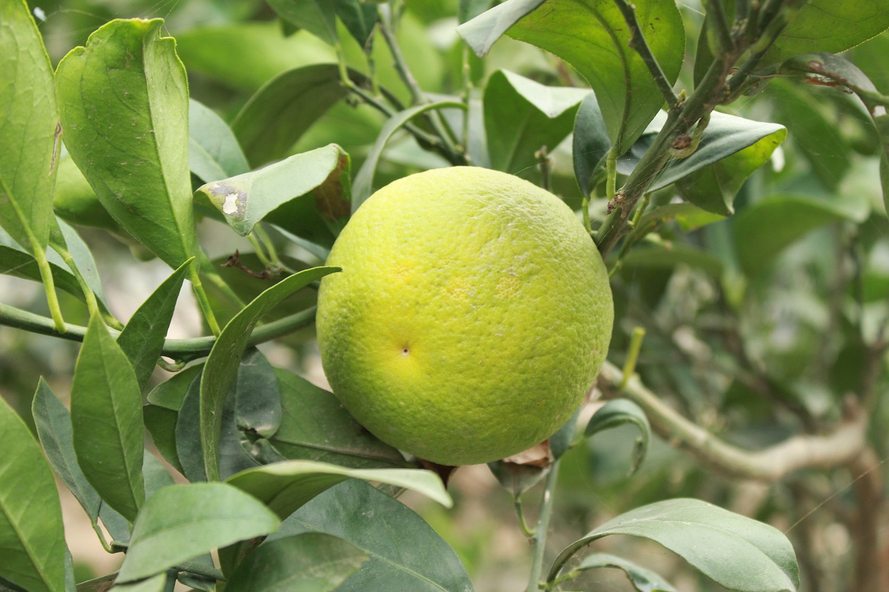 PROVEEDORES MAYORISTAS DE PRODUCTOS NATURALES EN DOMINICAN REPUBLIC